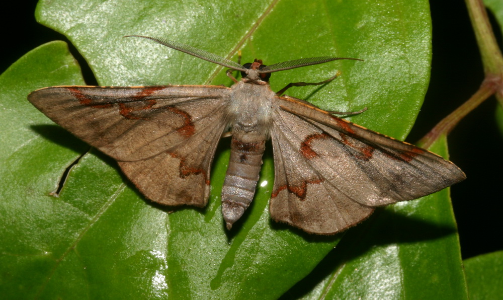 thaibugs — all about Thailand's insects